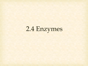 2.4 Enzymes