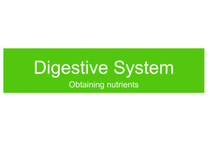 Digestive System Obtaining nutrients