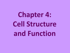 Chapter 4: Cell Structure and Function