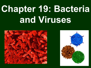 Chapter 19: Bacteria and Viruses