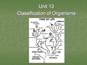 Unit 13 Classification of Organisms