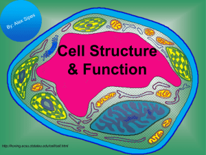 Cell Structure &amp; Function