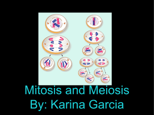 Mitosis and Meiosis By: Karina Garcia