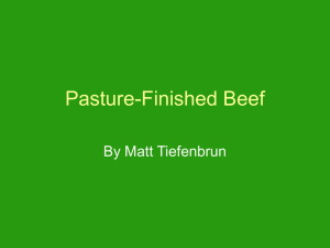 Pasture-Finished Beef By Matt Tiefenbrun