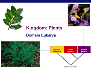Kingdom: Plants Domain Eukarya AP Biology 2007-2008