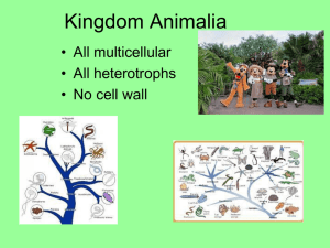 Kingdom Animalia • All multicellular • All heterotrophs • No cell wall