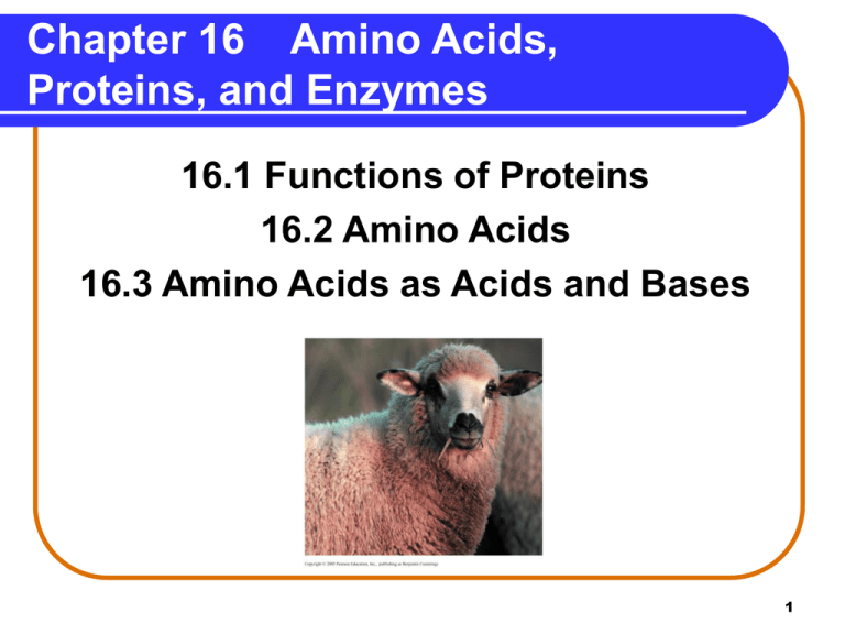 Chapter 16 Amino Acids Proteins And Enzymes 