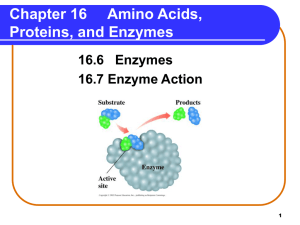 Chapter 16     Amino Acids, Proteins, and Enzymes