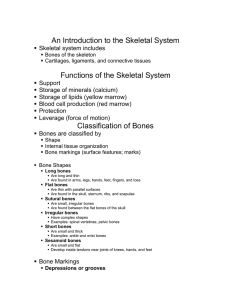 An Introduction to the Skeletal System Functions of the Skeletal System