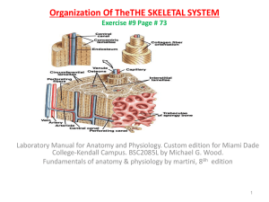 Organization Of TheTHE SKELETAL SYSTEM