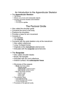 The Pectoral Girdle An Introduction to the Appendicular Skeleton