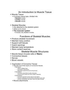 An Introduction to Muscle Tissue   Muscle Tissue