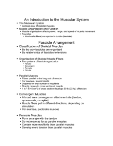 An Introduction to the Muscular System   The Muscular System