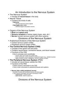 An Introduction to the Nervous System Divisions of the Nervous System