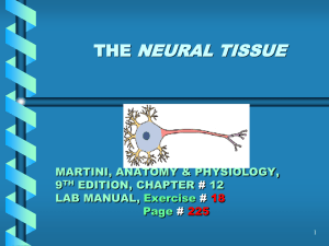 NEURAL TISSUE THE MARTINI, ANATOMY &amp; PHYSIOLOGY, 9
