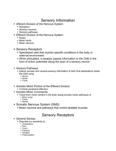 Sensory Information   Sensory Receptors