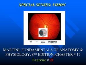 SPECIAL SENSES: VISION MARTINI, FUNDAMENTALS OF ANATOMY &amp; PHYSIOLOGY, 8