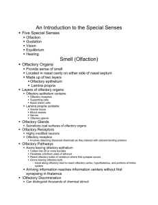 An Introduction to the Special Senses Smell (Olfaction)