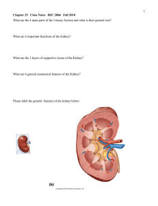 1 What are the 4 main parts of the Urinary System... What are 6 important functions of the Kidney?