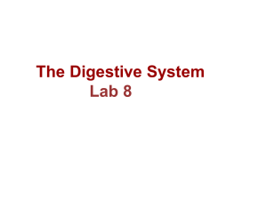 The Digestive System Lab 8