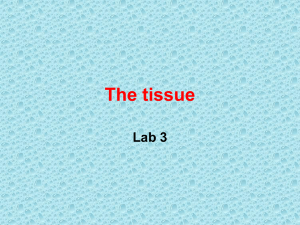 The tissue Lab 3