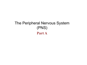 The Peripheral Nervous System (PNS) Part A
