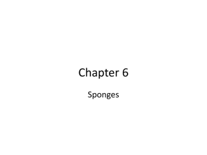 Chapter 6 Sponges