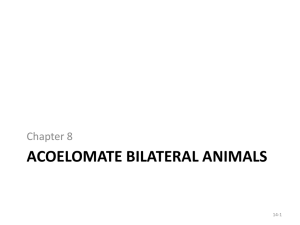 ACOELOMATE BILATERAL ANIMALS Chapter 8 14-1