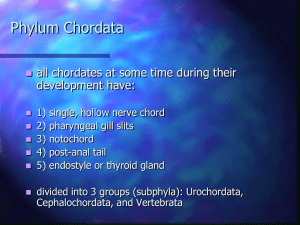 Phylum Chordata all chordates at some time during their development have: