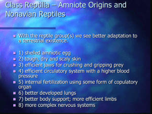 Class Reptilia – Amniote Origins and Nonavian Reptiles
