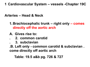 – vessels -Chapter 19C 1 Cardiovascular System – Head &amp; Neck Arteries