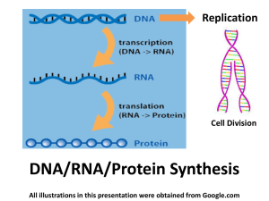 DNA/RNA/Protein Synthesis Replication Cell Division