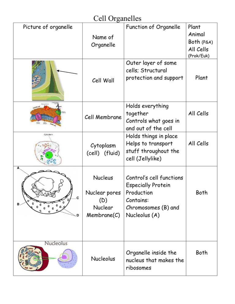 Cell Organelles