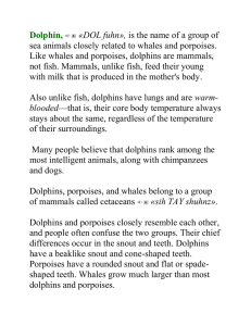Dolphin,  «DOL fuhn», sea animals closely related to whales and porpoises.