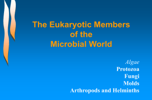 The Eukaryotic Members of the Microbial World Algae