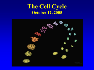 The Cell Cycle October 12, 2005