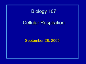 Biology 107 Cellular Respiration September 28, 2005