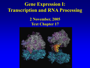 Gene Expression I: Transcription and RNA Processing 2 November, 2005 Text Chapter 17
