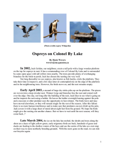 Ospreys on Colonel By Lake In 2002,