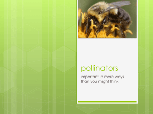 pollinators important in more ways than you might think