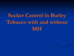 Sucker Control in Burley Tobacco with and without MH