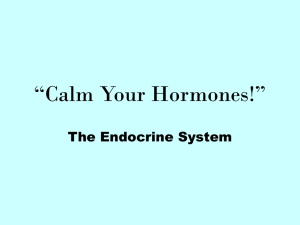 “Calm Your Hormones!” The Endocrine System