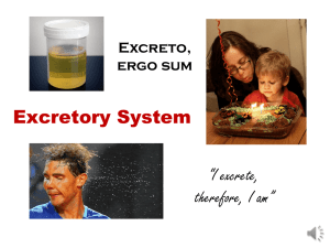 Excretory System “I excrete, therefore, I am” Excreto,