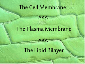 The Cell Membrane The Plasma Membrane The Lipid Bilayer AKA