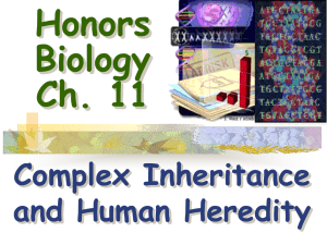 Honors Biology Ch. 11