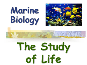 The Study of Life Marine Biology