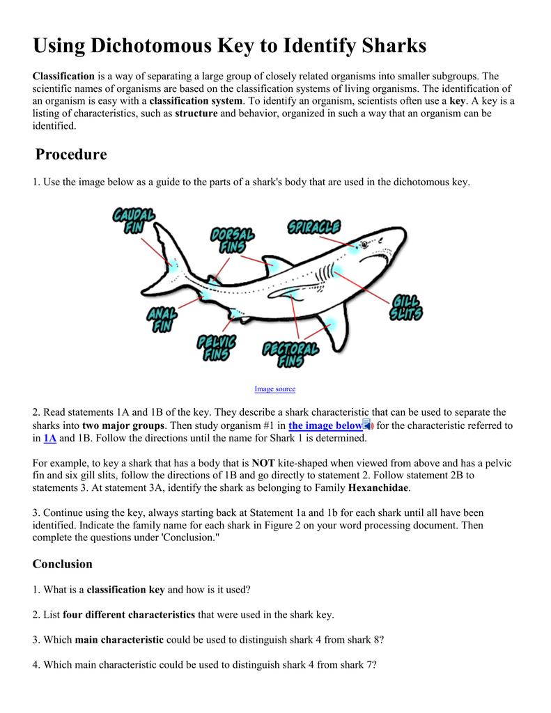 Using Dichotomous Key To Identify Sharks