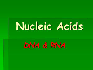 Nucleic Acids DNA &amp; RNA