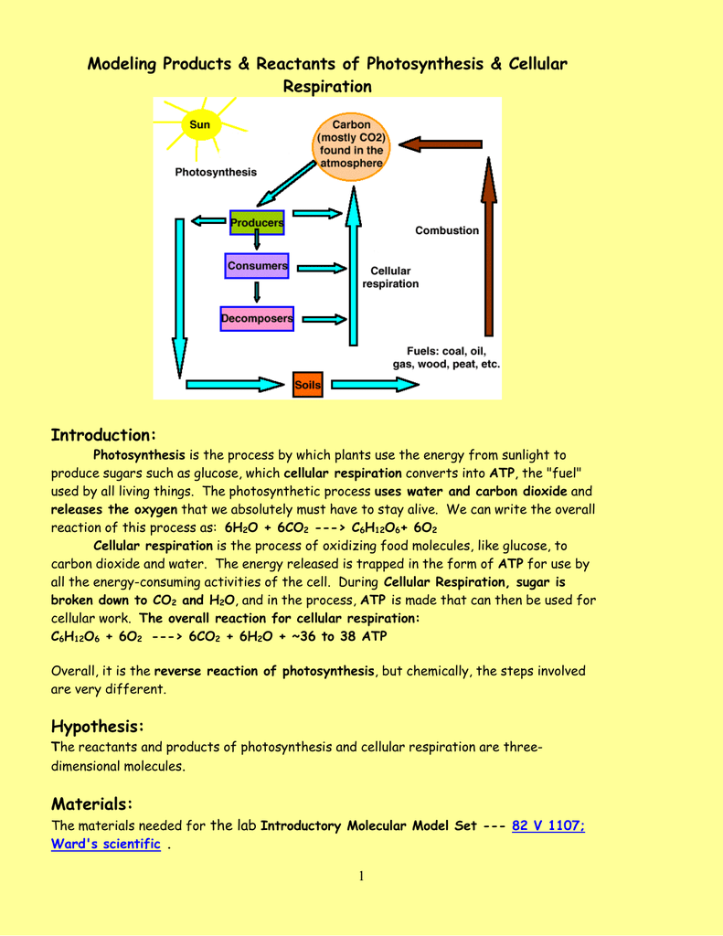 Modeling Products Amp Reactants Of Photosynthesis Amp Cellular Respiration Introduction