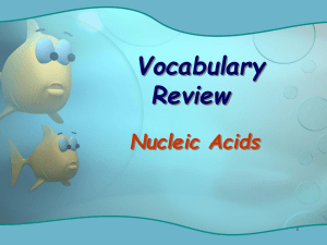 Vocabulary Review Nucleic Acids 1